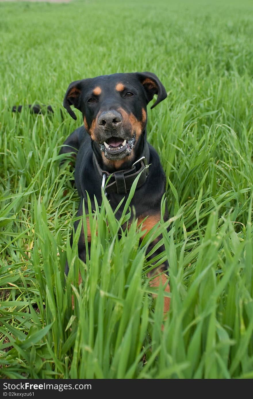 A funny looking doberman lying in the lawn barking. A funny looking doberman lying in the lawn barking