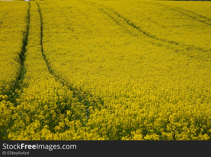 Rape field