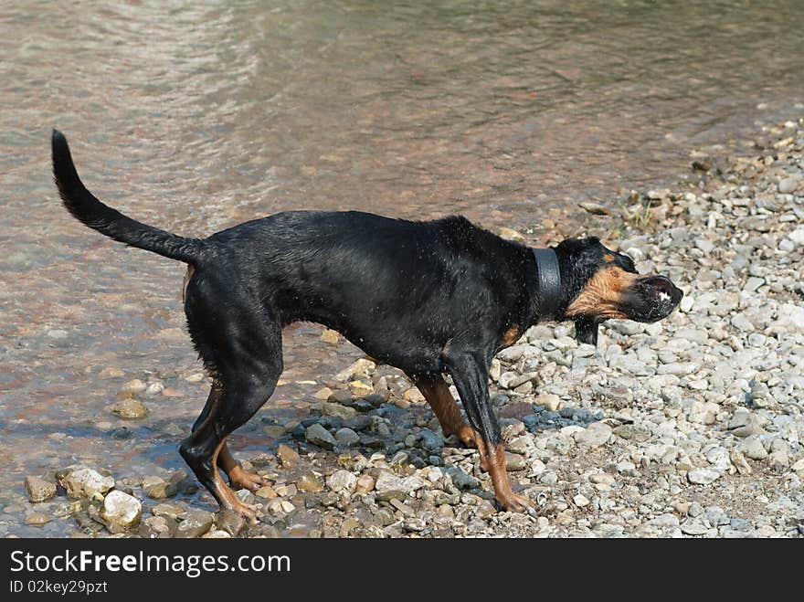 A black doberman shaking the water of its fur at the riverside. A black doberman shaking the water of its fur at the riverside