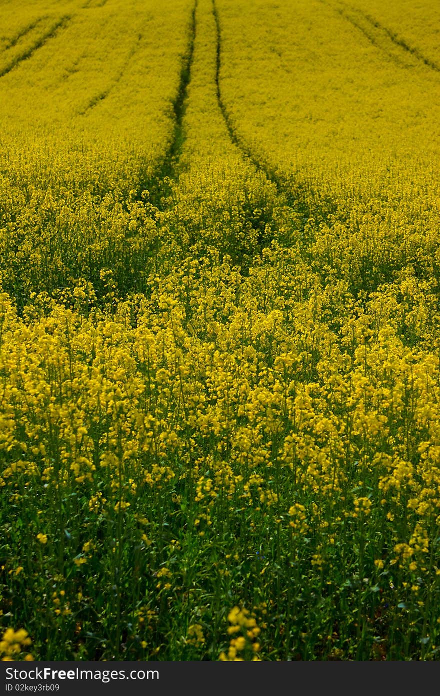 Rape field