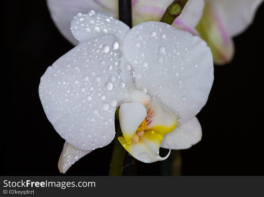 A withe orchid and a black bachground