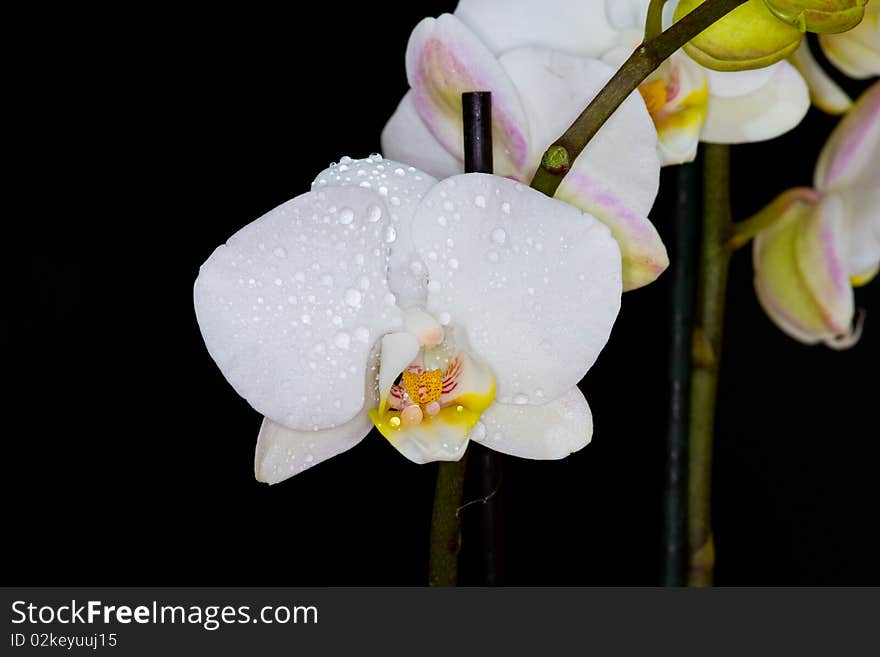 A withe orchid and a black bachground