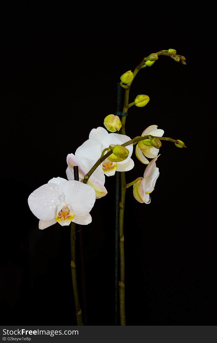 A withe orchid and a black bachground