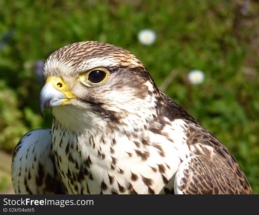 Buzzard close up looking straight on. Buzzard close up looking straight on