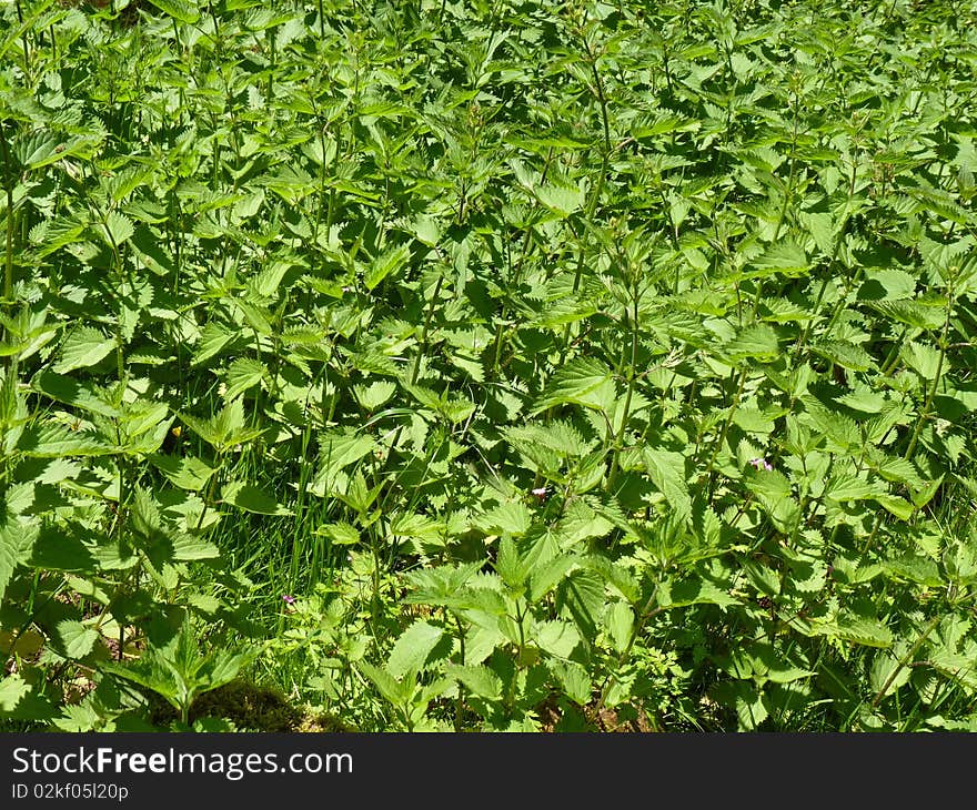 Background of a large number of nettles. Background of a large number of nettles