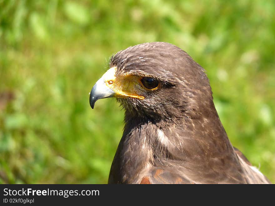 Close up of a falcon bird closeup