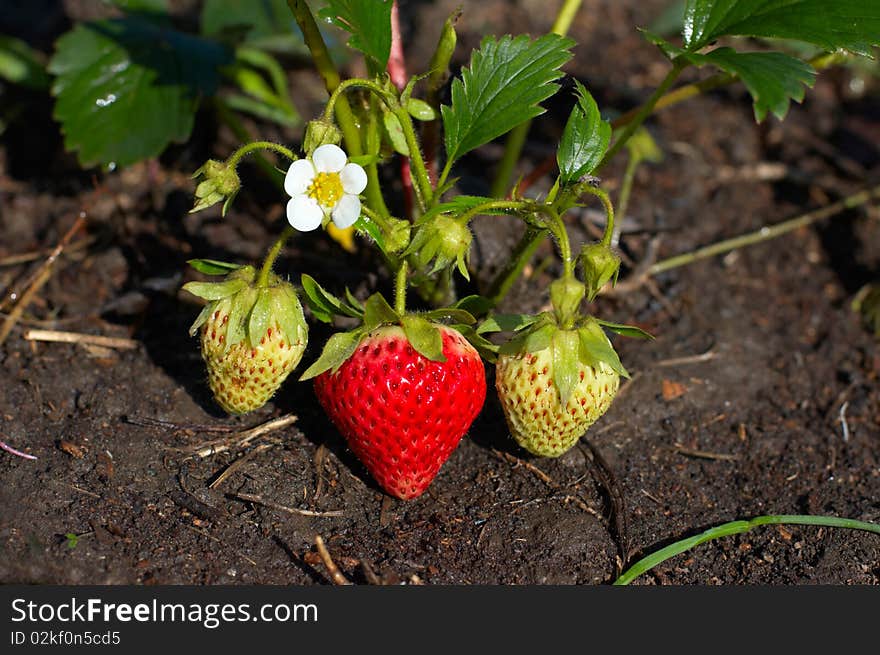 First ripe strawberry