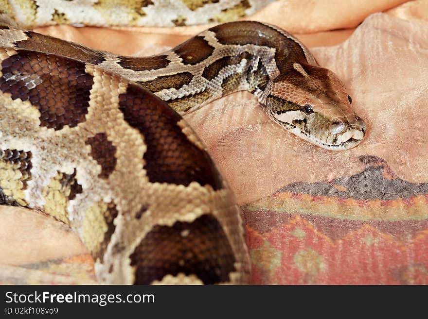 Python Close-up