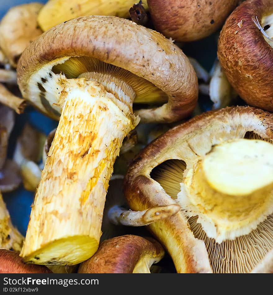 Heap of armillaria closeup