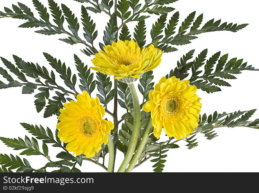 Bouquet of 3 gerbera and green leafs on a white background