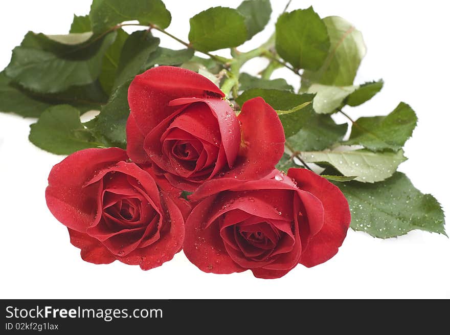 Three roses on a white background