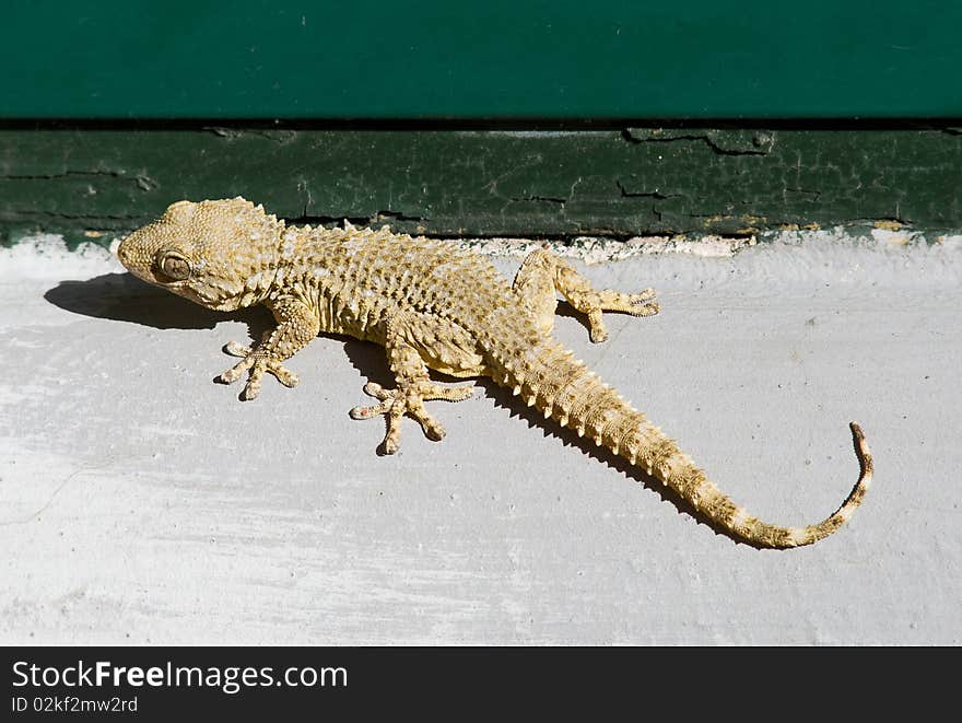 A specimen of Tarentola mauritanica crawling on a wall