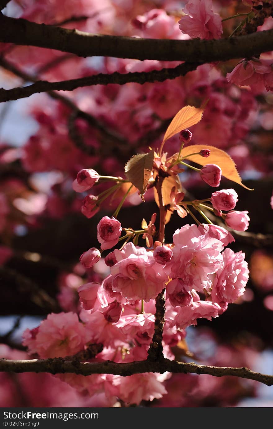 Sakura blooming tree in spring. Shallow DOF