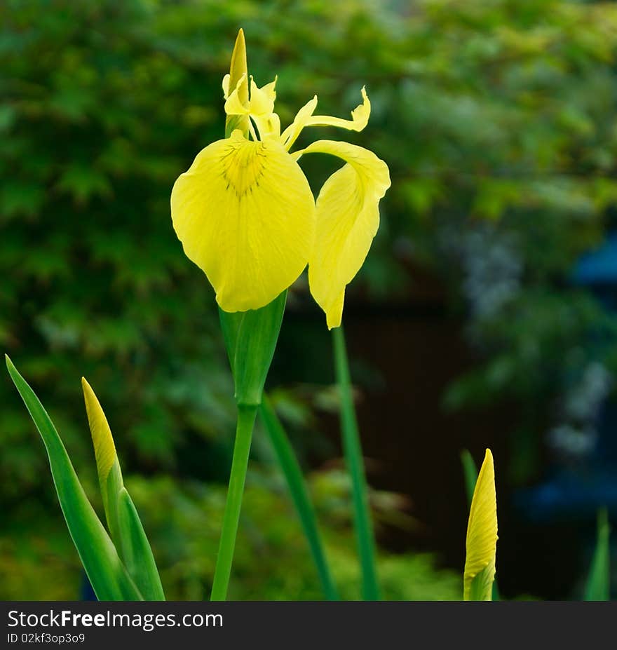 vibrant yellow daffoldils first to bloom together and so close. vibrant yellow daffoldils first to bloom together and so close