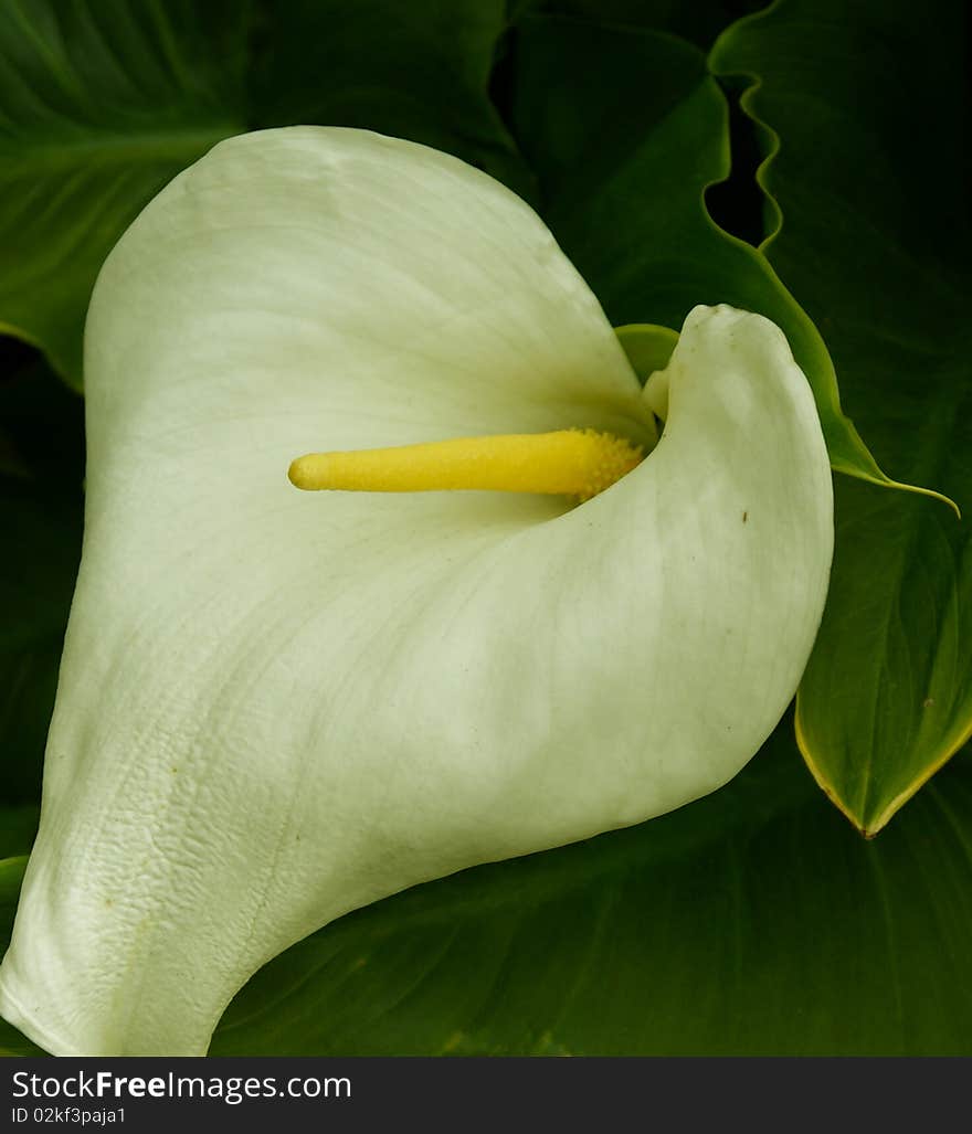 Lilly of the eve