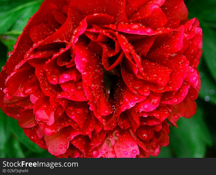 drench deep red flower weighed down in its water.  drench deep red flower weighed down in its water