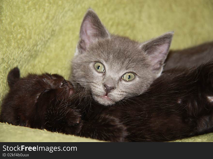 Black grey kitten