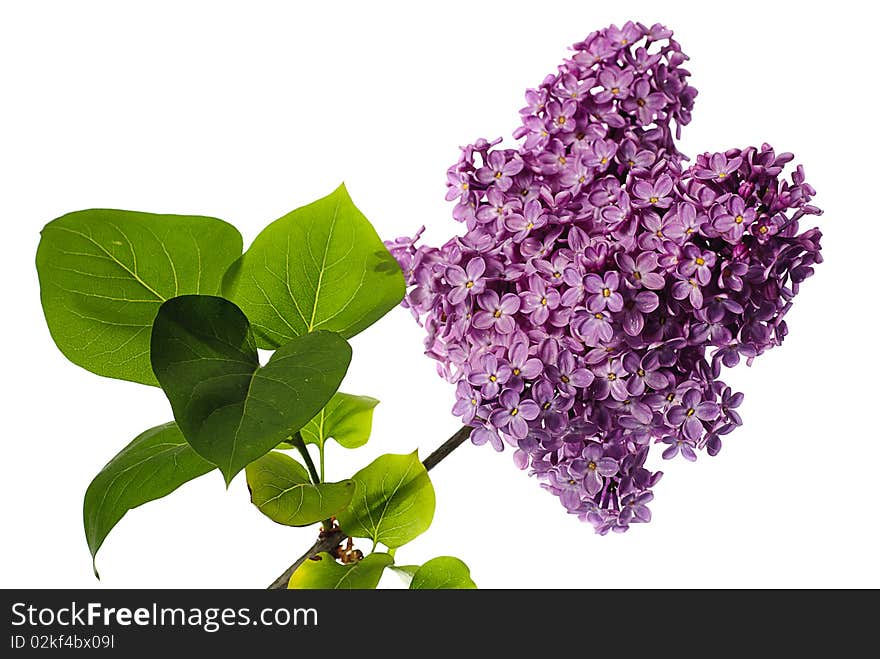 Lilac branch isolated on white. Llight violet flowers on twig with leaves