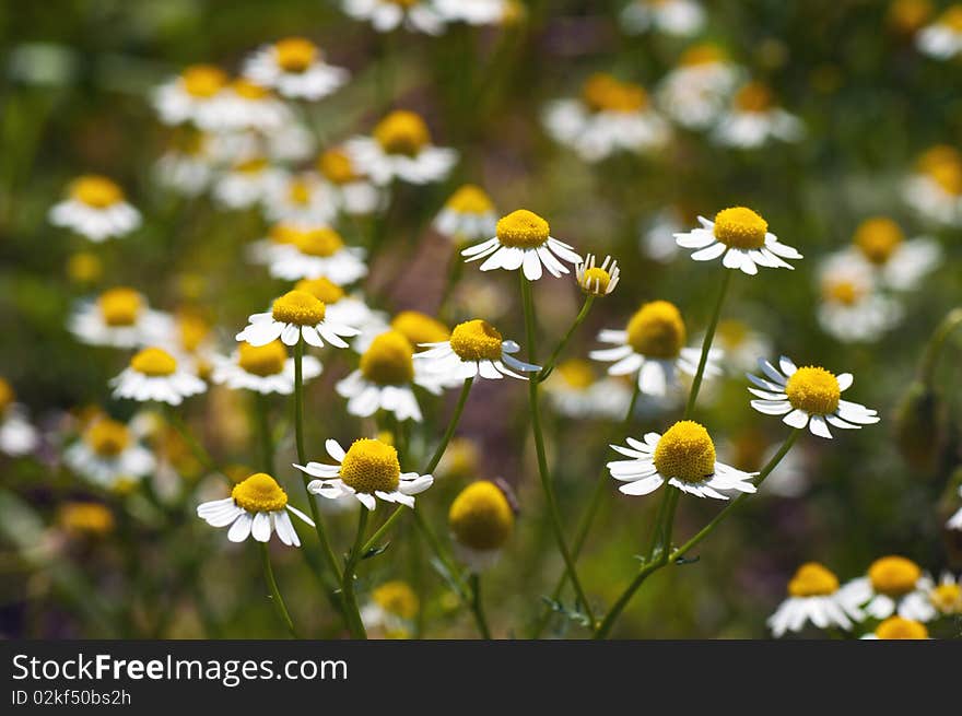 White garden chamomiles  on green grass background