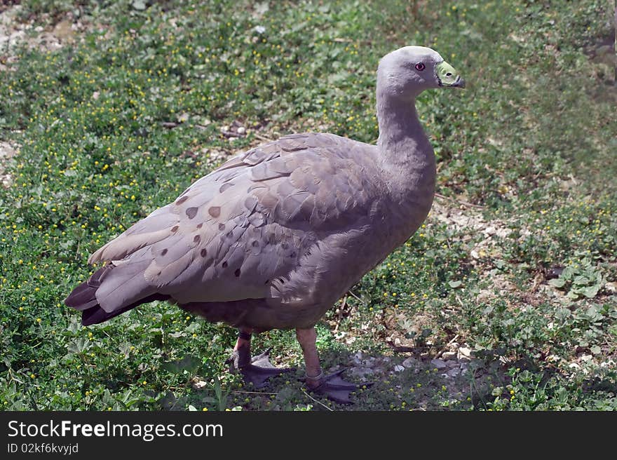 A wild goose in a park zoo