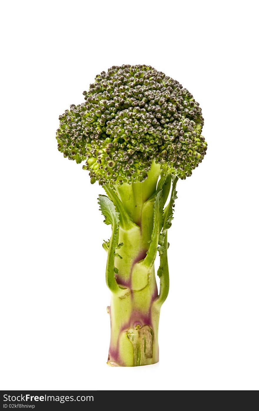 Fresh Broccoli