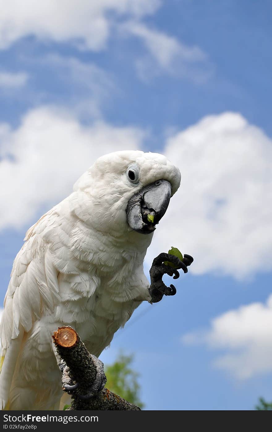 Eating grapes