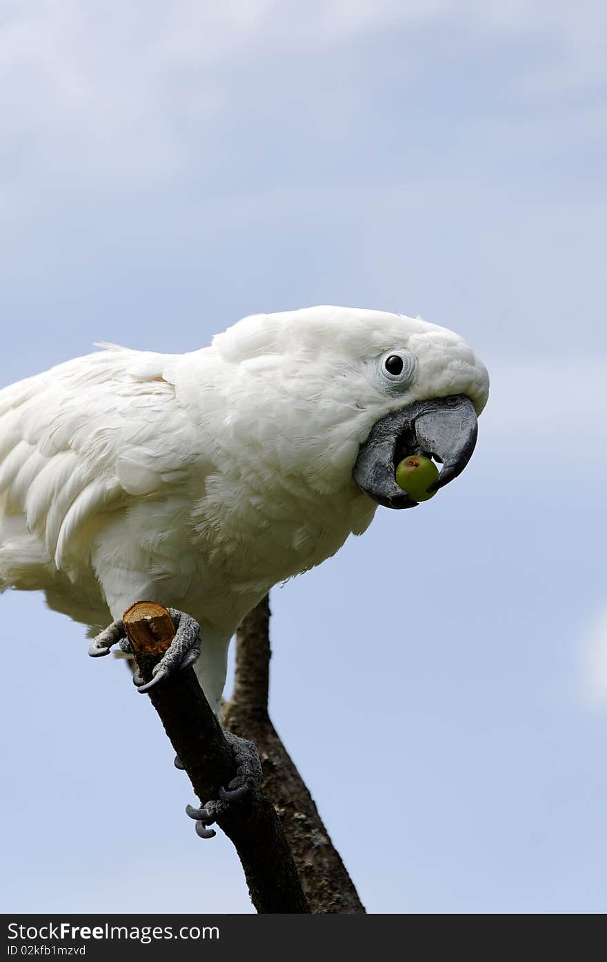 White parrot eating a green grape. Sky background. White parrot eating a green grape. Sky background