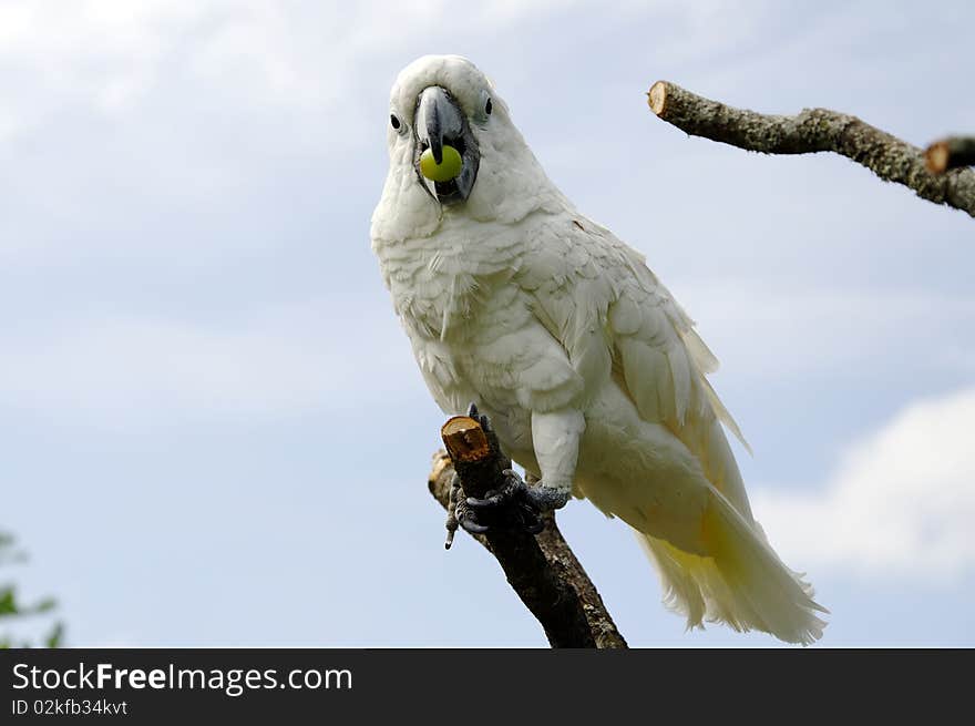 Parrot eating a grape against sky background. Parrot eating a grape against sky background