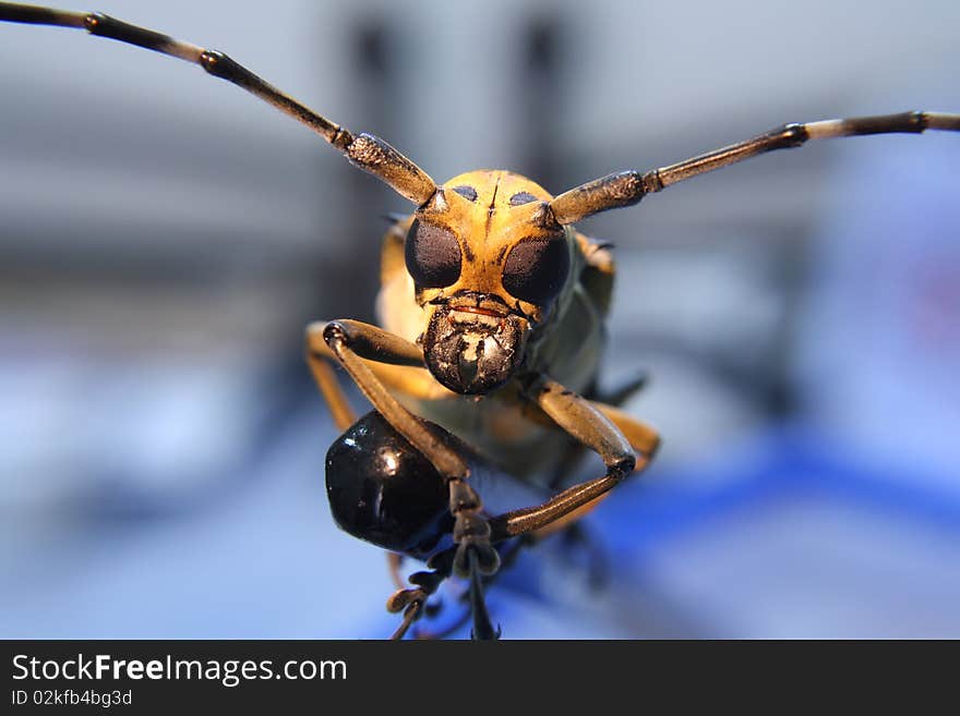 Close up alien-like cerambycidae