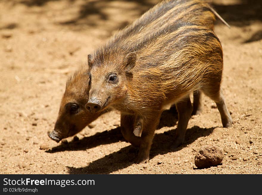 A pair of little forest hogs. A pair of little forest hogs.