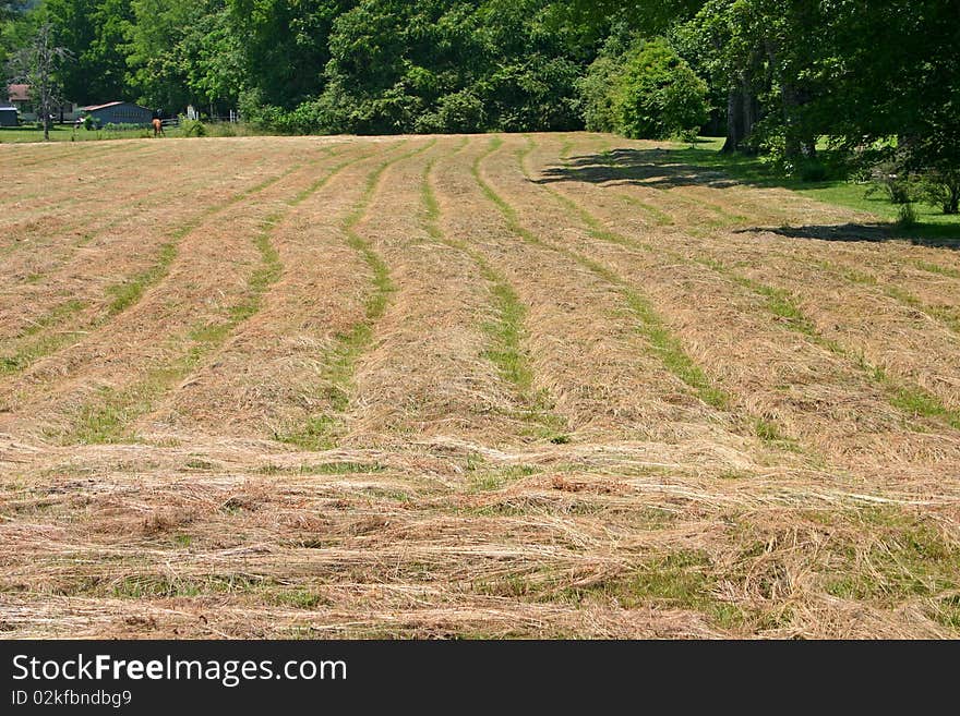 Crooked rows of just-mown hay on a field in Tennessee. Crooked rows of just-mown hay on a field in Tennessee