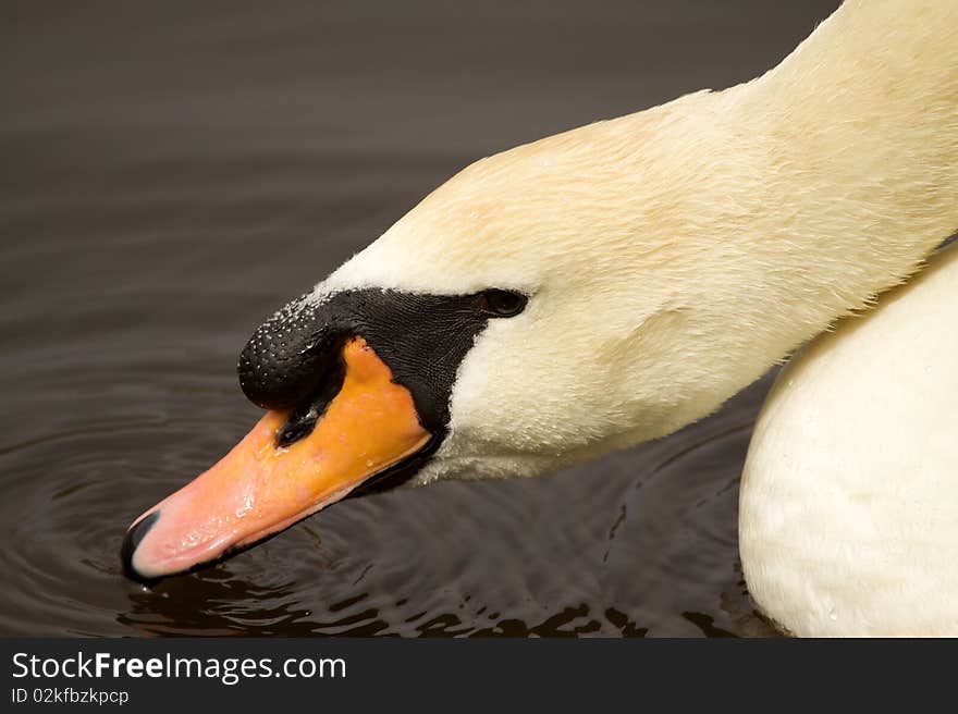 A Swan drinks water from a pond.