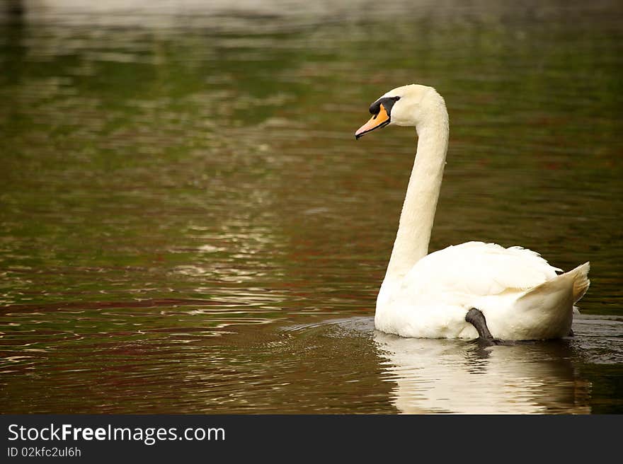 Swan