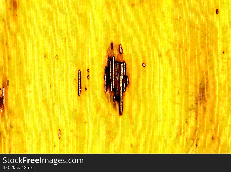 Macro yellow banana leaf shown brown strip background. Macro yellow banana leaf shown brown strip background.