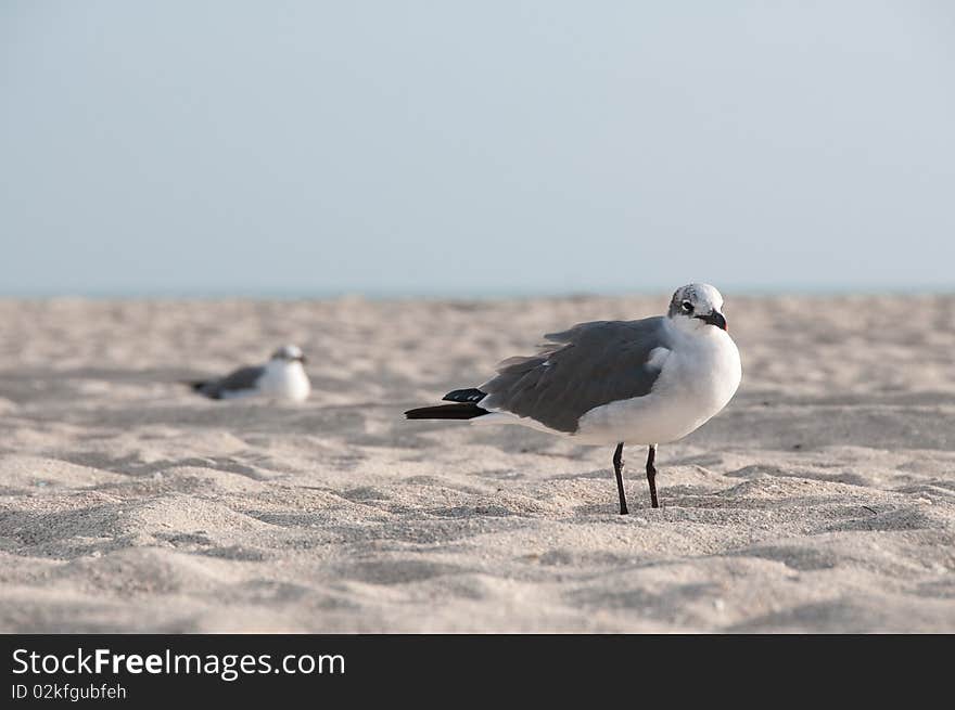 Seagulls on sand in South Beach Miami