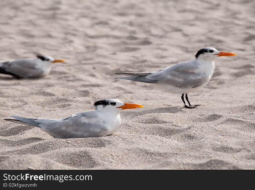 Royal Tern group on the beach. Royal Tern group on the beach