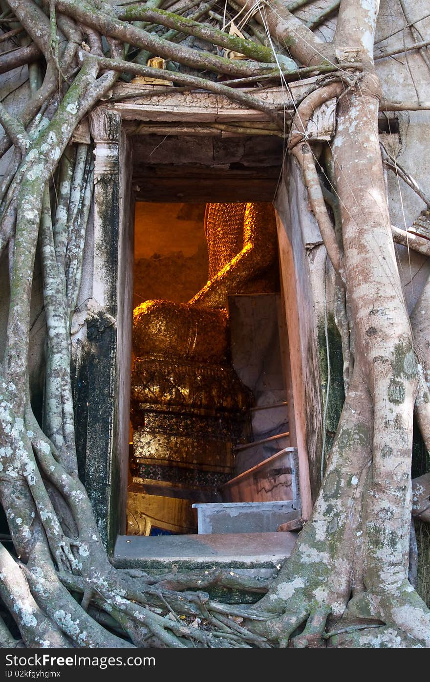 Roots around of temple at Samutsongkhram city in Thailand.