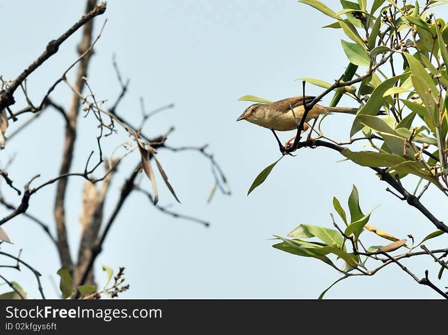 Plain Prinia bird