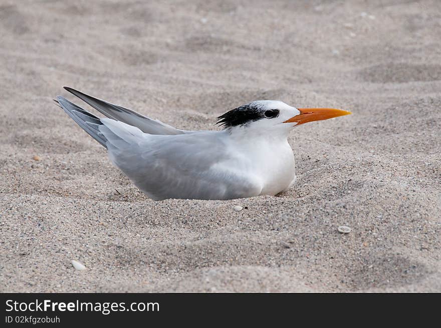 Royal Tern on the beach