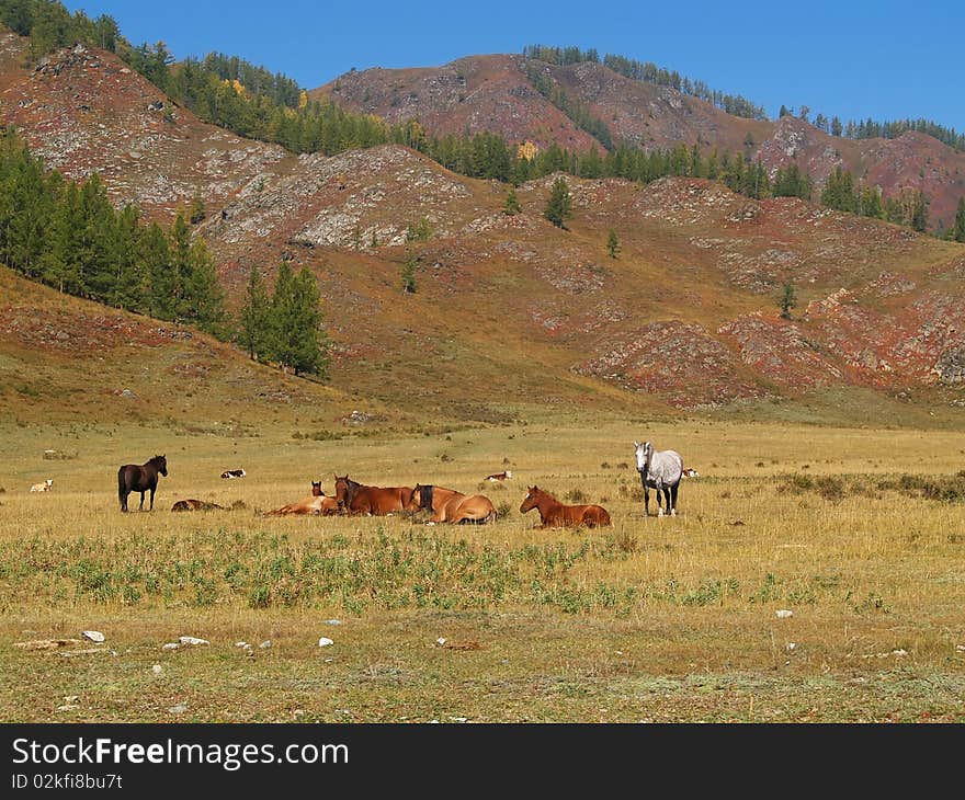 Horses and  cows in the mountains. Horses and  cows in the mountains