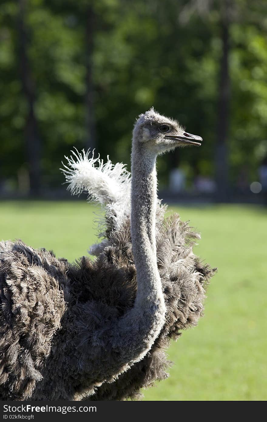 Ostrich On Green Background