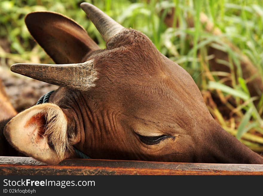 Part of the Muzzle of the Indonesian cow having a rest after a hard work. Part of the Muzzle of the Indonesian cow having a rest after a hard work.