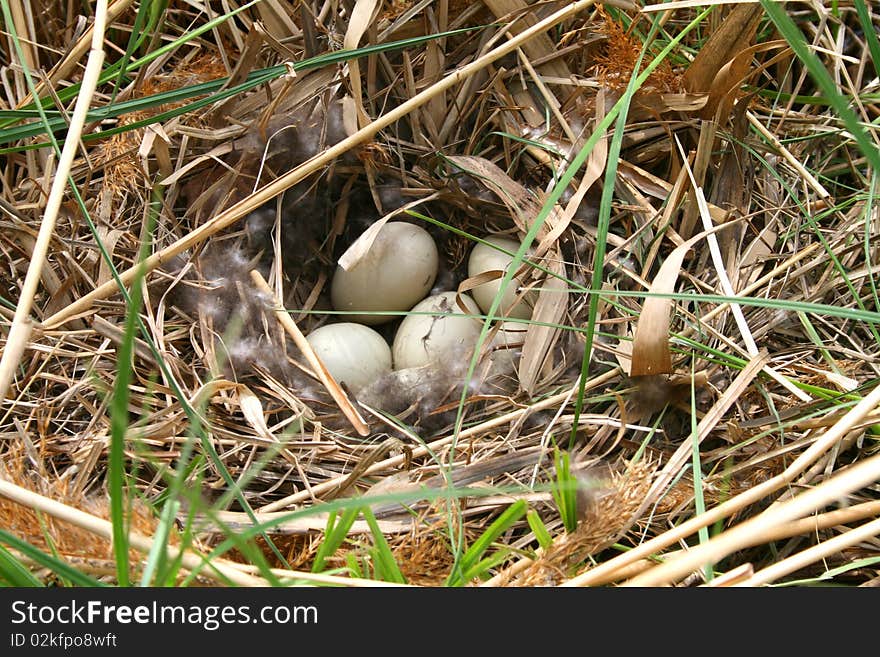 Duck nest