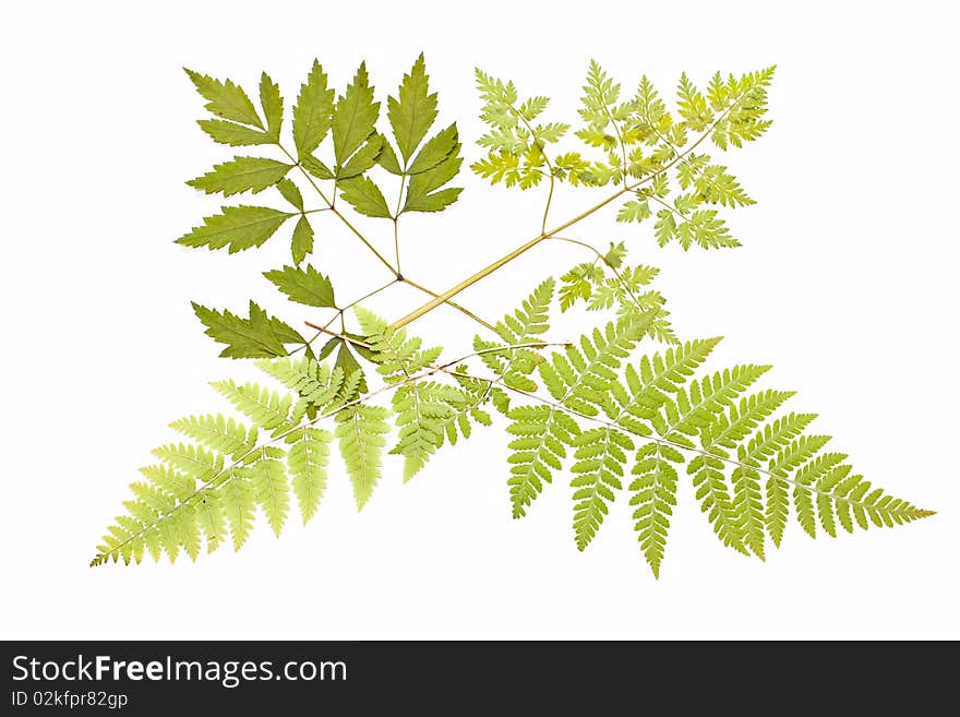 The dried plants for a herbarium on a white background. The dried plants for a herbarium on a white background.