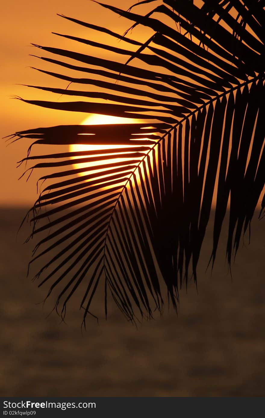 Ocean Sunset through palm sheet. Ocean Sunset through palm sheet.