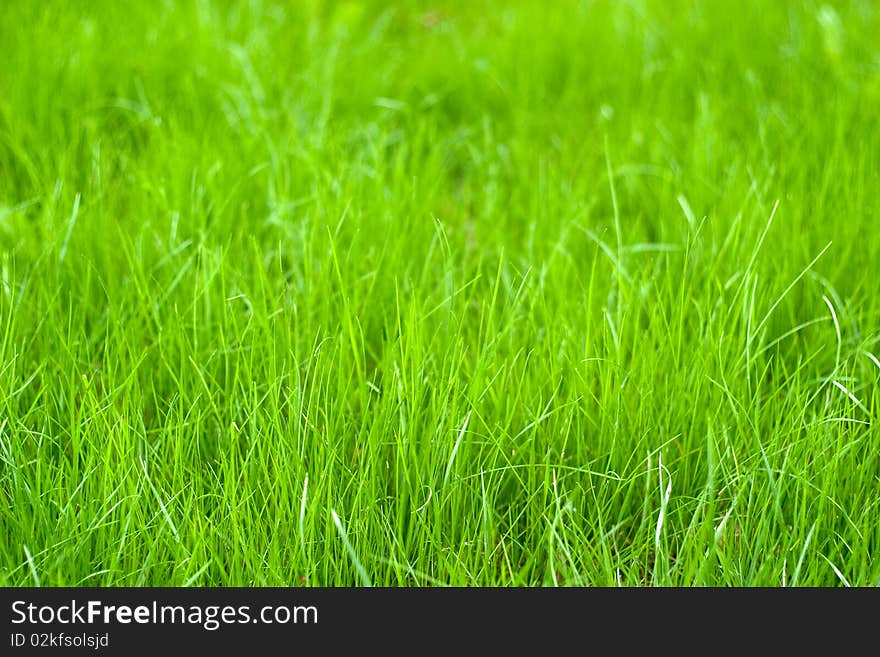 Fresh sprouts of grass. Taken on an overcast day, resulting in uniform illumination of the scene and a wide range of tones.