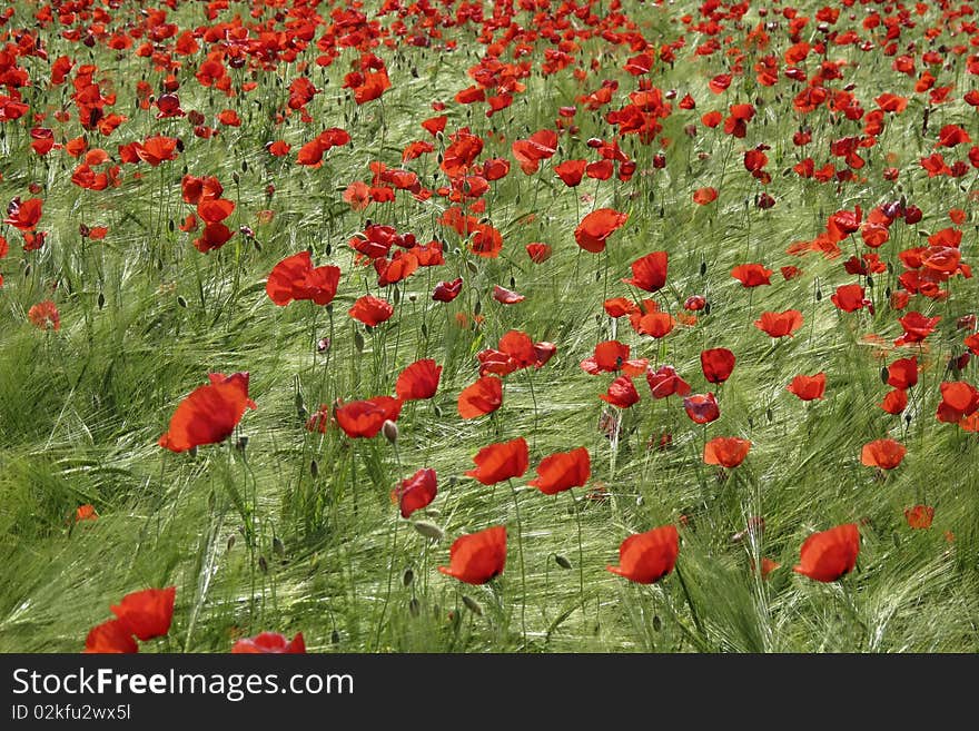 Field of poppies