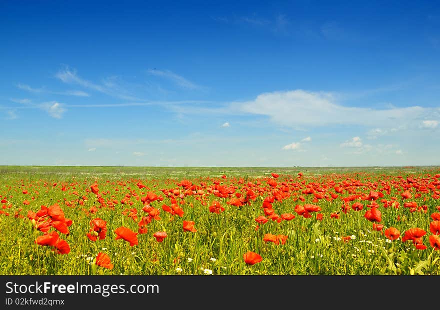 Summer landscape