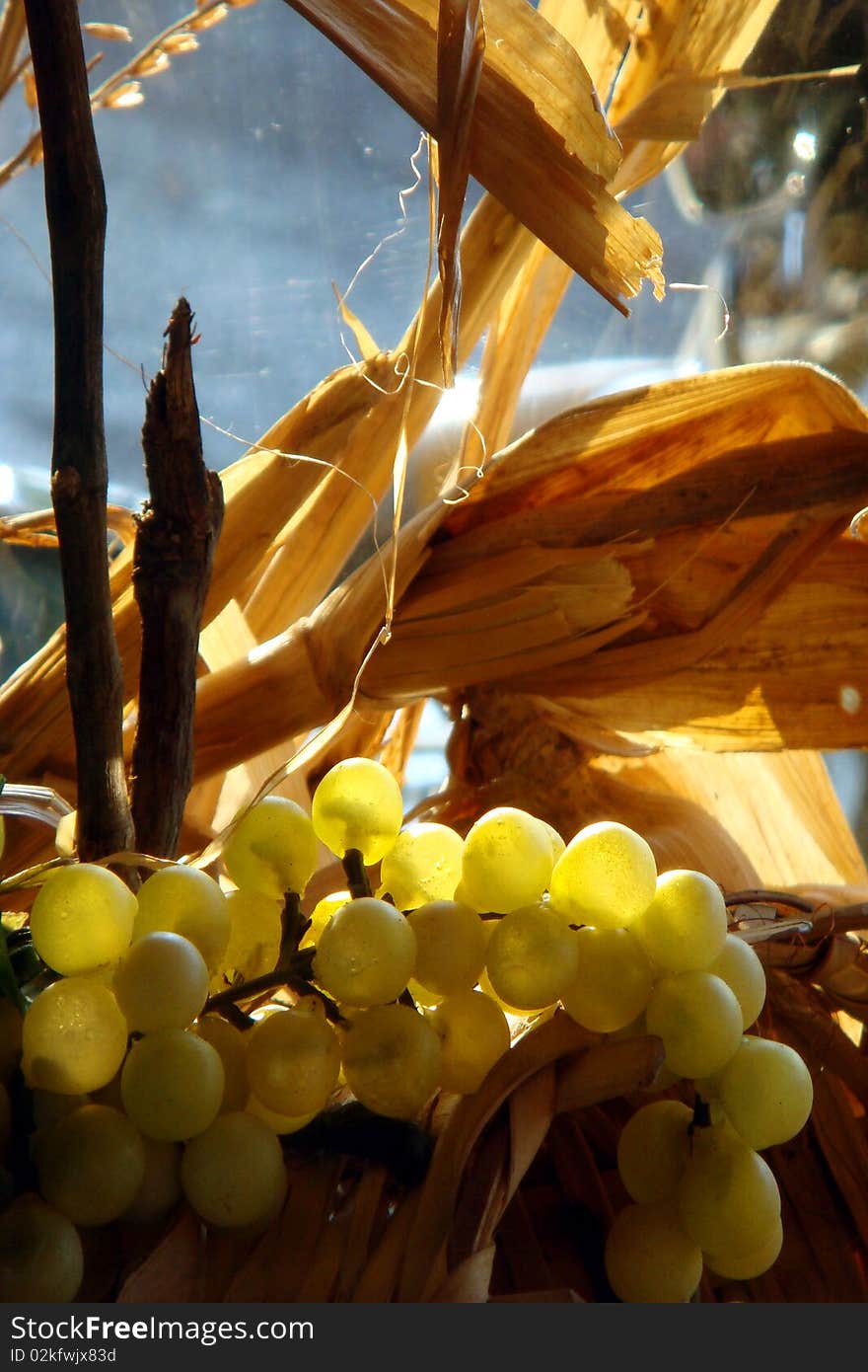 Autumnal still life of white grapes