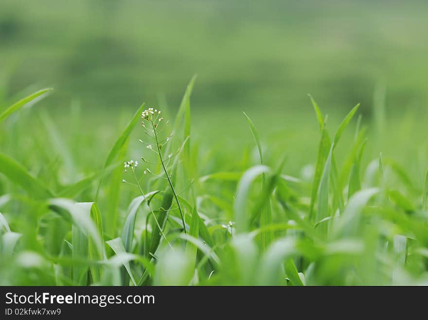 Green grass